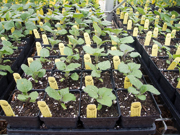 Veg Transplants Travis County Master Gardeners Association