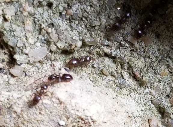 Rover Ants – Travis County Master Gardeners Association