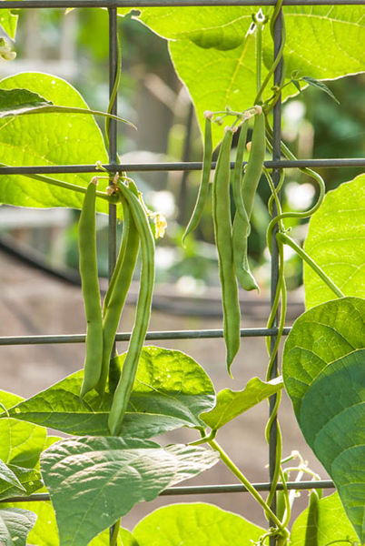 Pole Beans – Travis County Master Gardeners Association