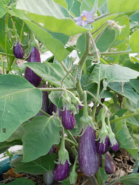 Fairy Tale eggplant – Travis County Master Gardeners Association