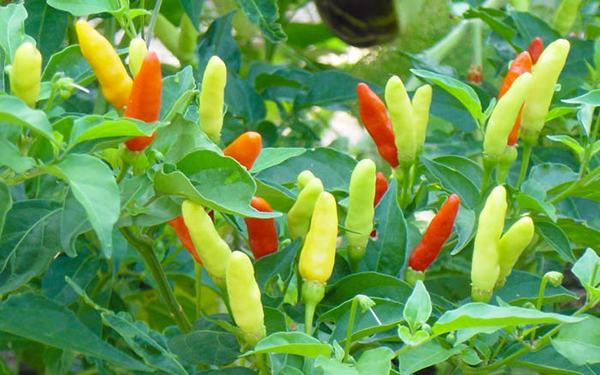 Tabasco Peppers – Travis County Master Gardeners Association